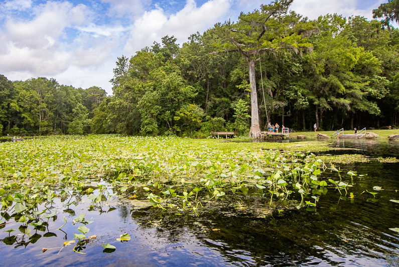 water surrounded by plants and trees