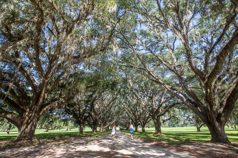 people walking under canopy of trees