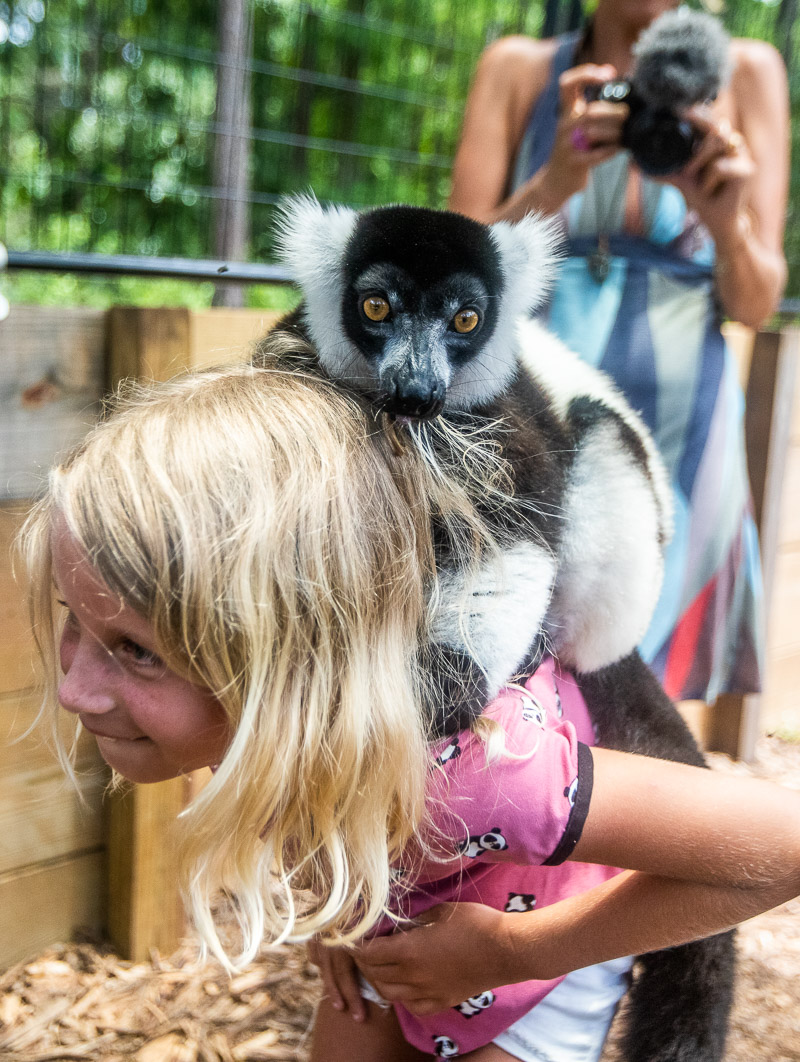 Lemur eating girl's hair