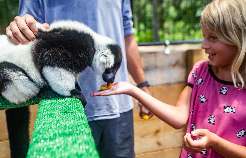 young girl feeding Lemurs at the North Florida Wildlife Center