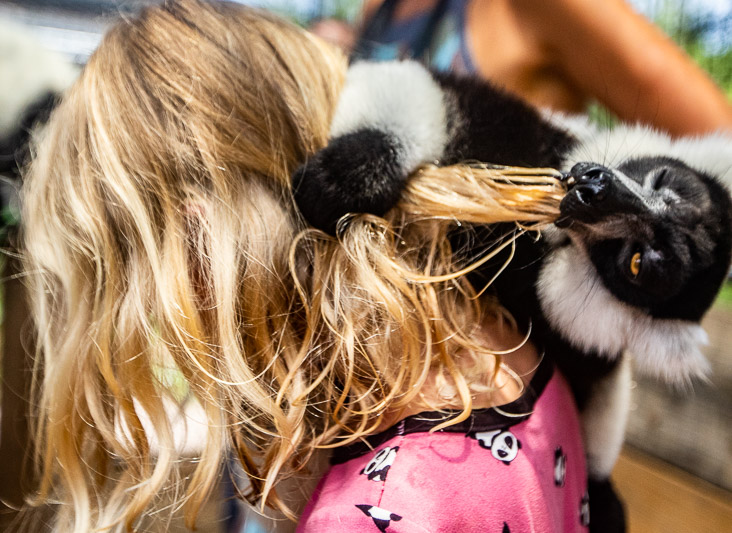 Lemur eating girl's hair