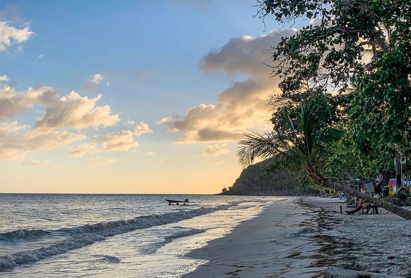 trees on the beach