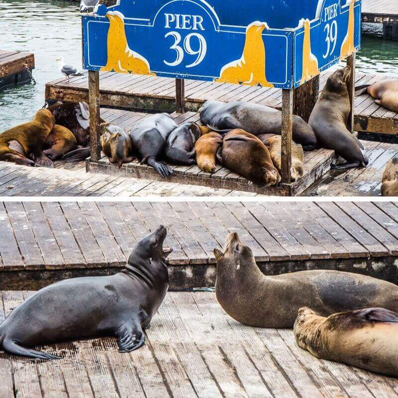 Sea Lions at Pier 39