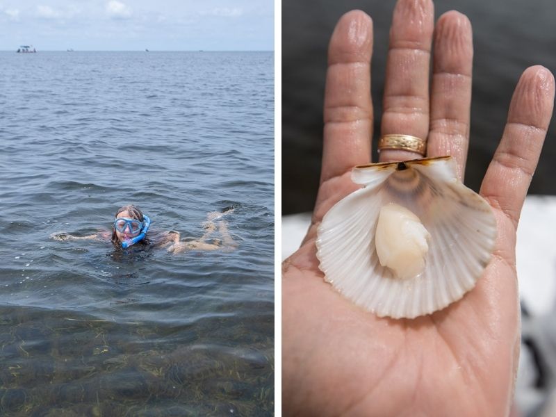 close up of a seashell 