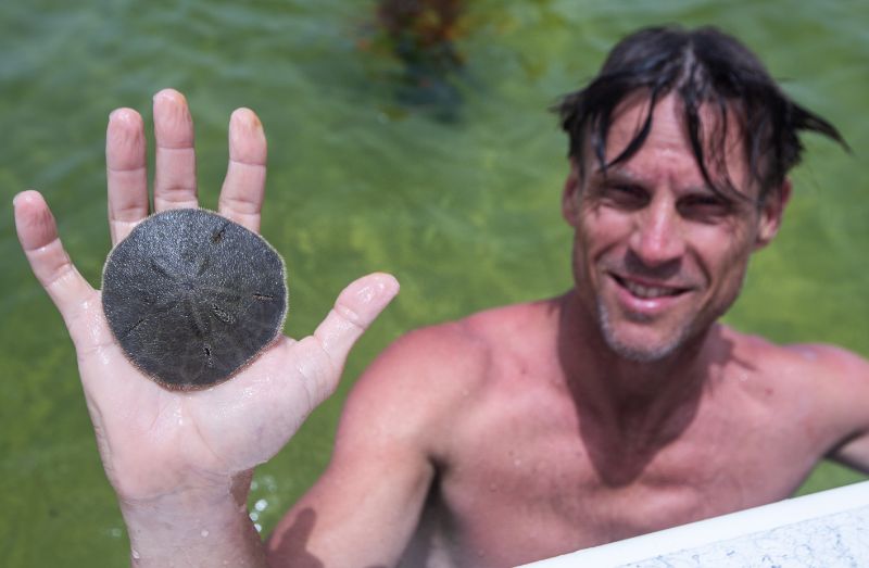 man holding up  sand dollar in water