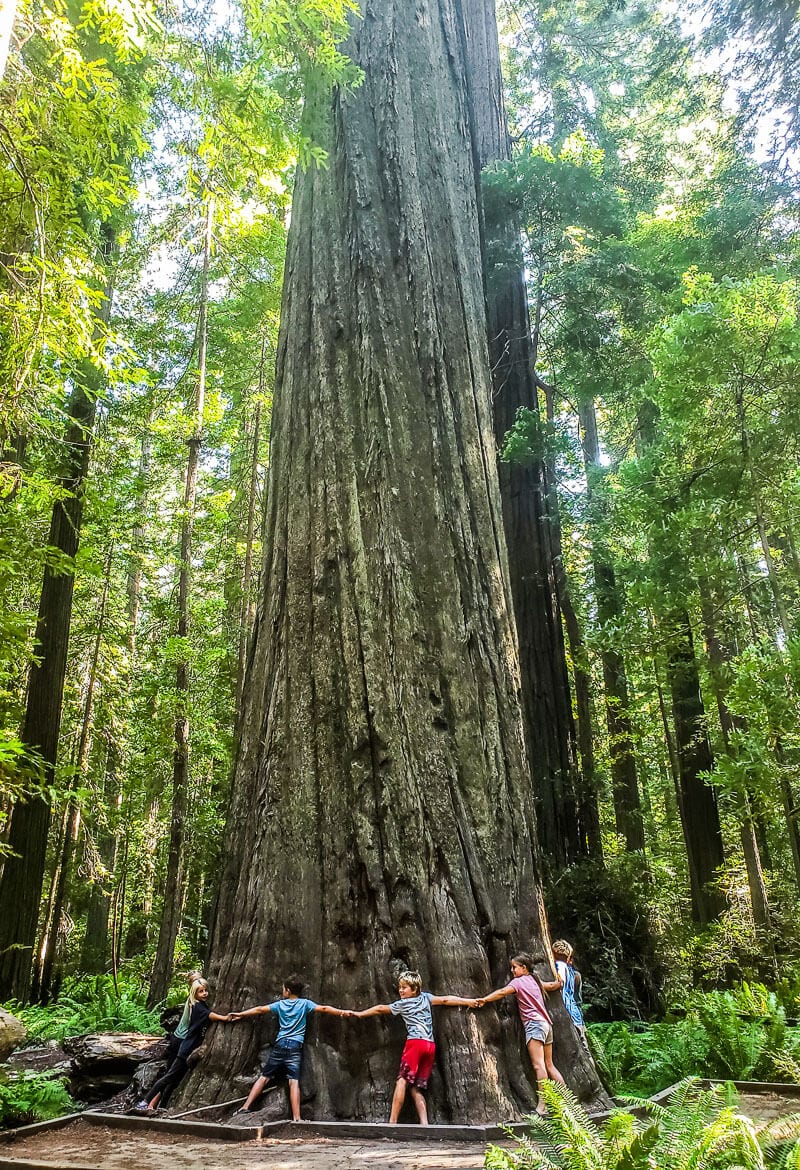 kids holding hands wrapped around a gigantic redwood tree in a forest