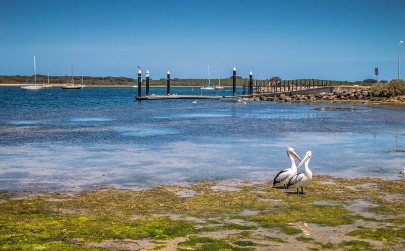 pelicans next to water