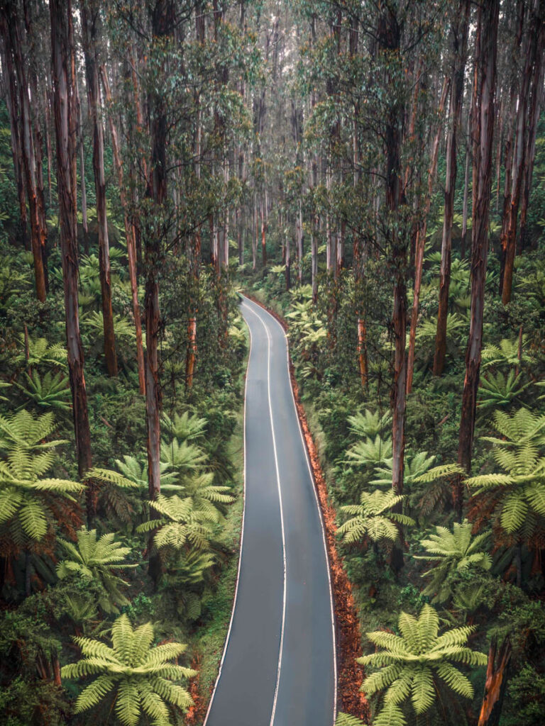 aerial of black spur drive through rainforest