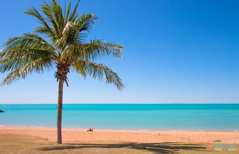 palm tree on town beach Broome