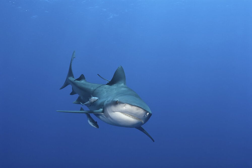 Bull Shark