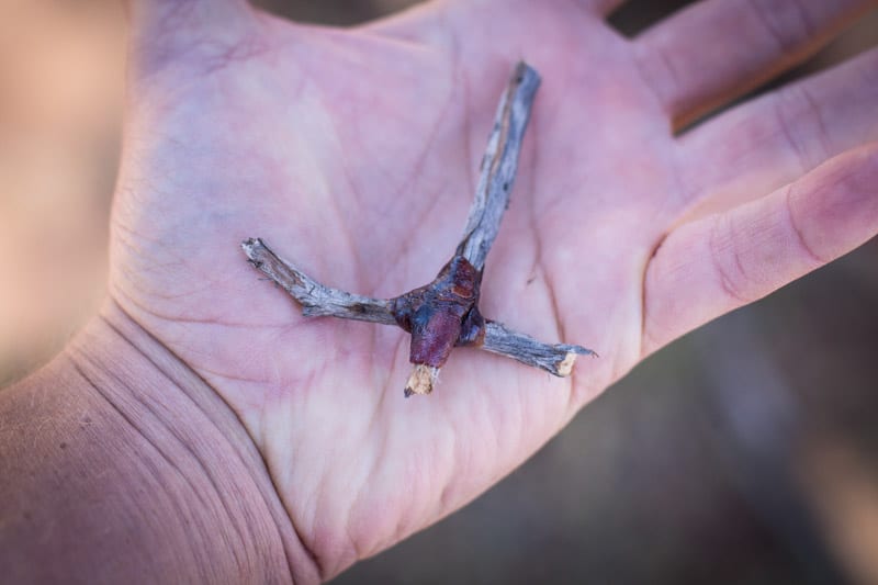 close up of a stick in a persons hand