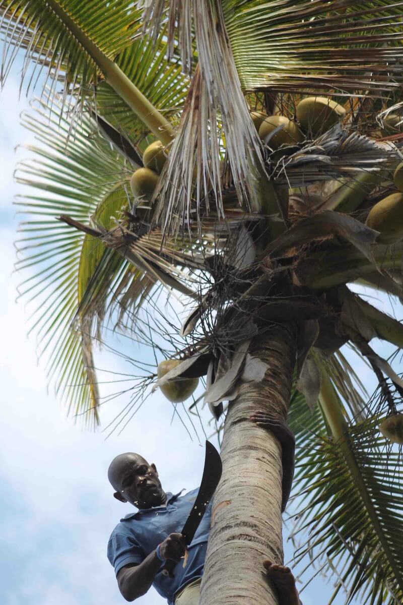 Endless supplies of fresh coconuts when you visit Mozambique 