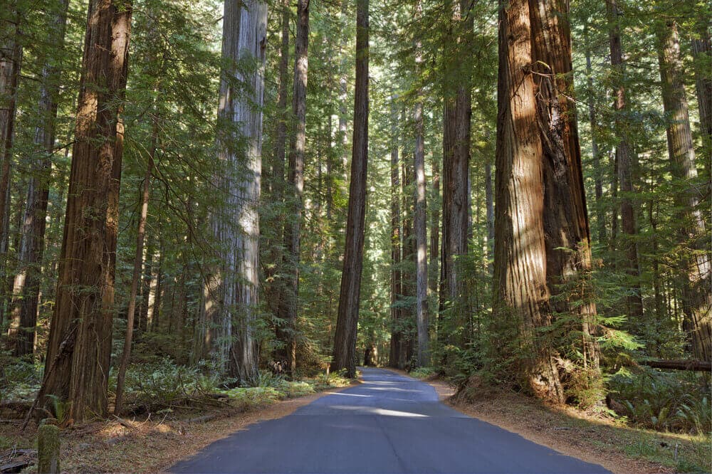 Humboldt Redwoods State Park