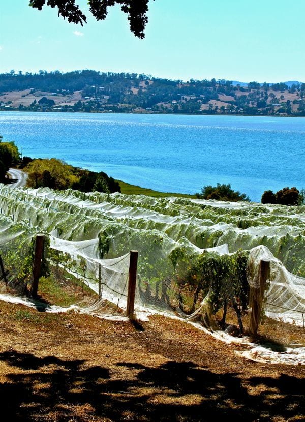 netting over bushes