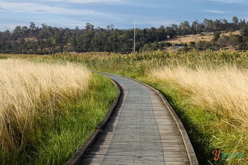 Tamar Valley Wetlands boardwalk