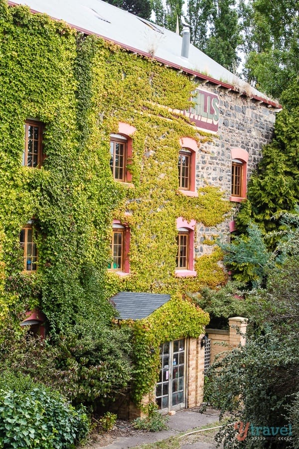 plants growing on the side of a building