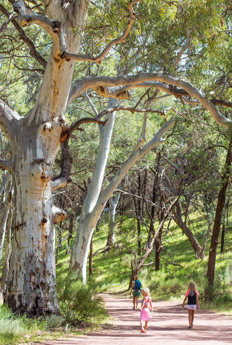 wooded area