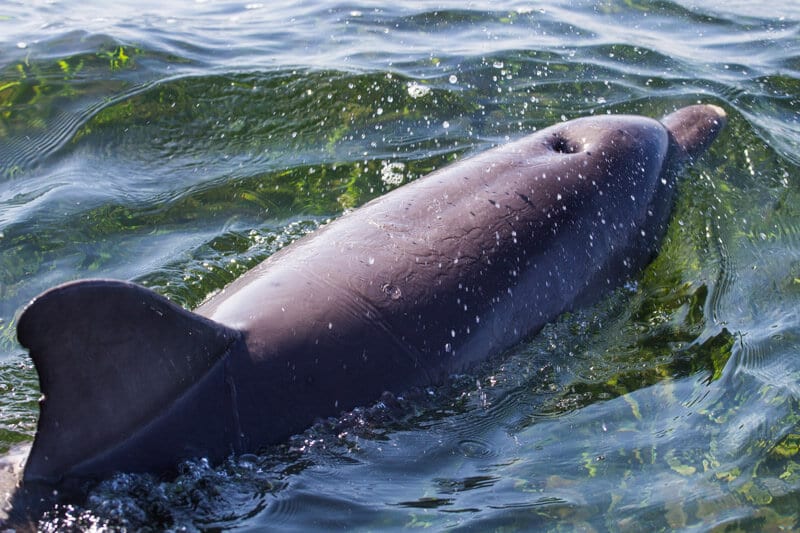 dolphin in water