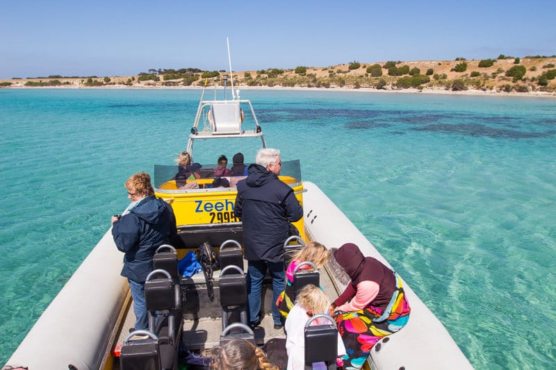 dolphin watching boat on kangaroo island