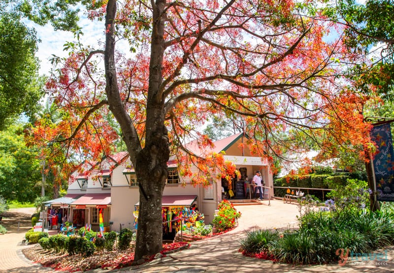 autumn leaves on tree in front of montville shop