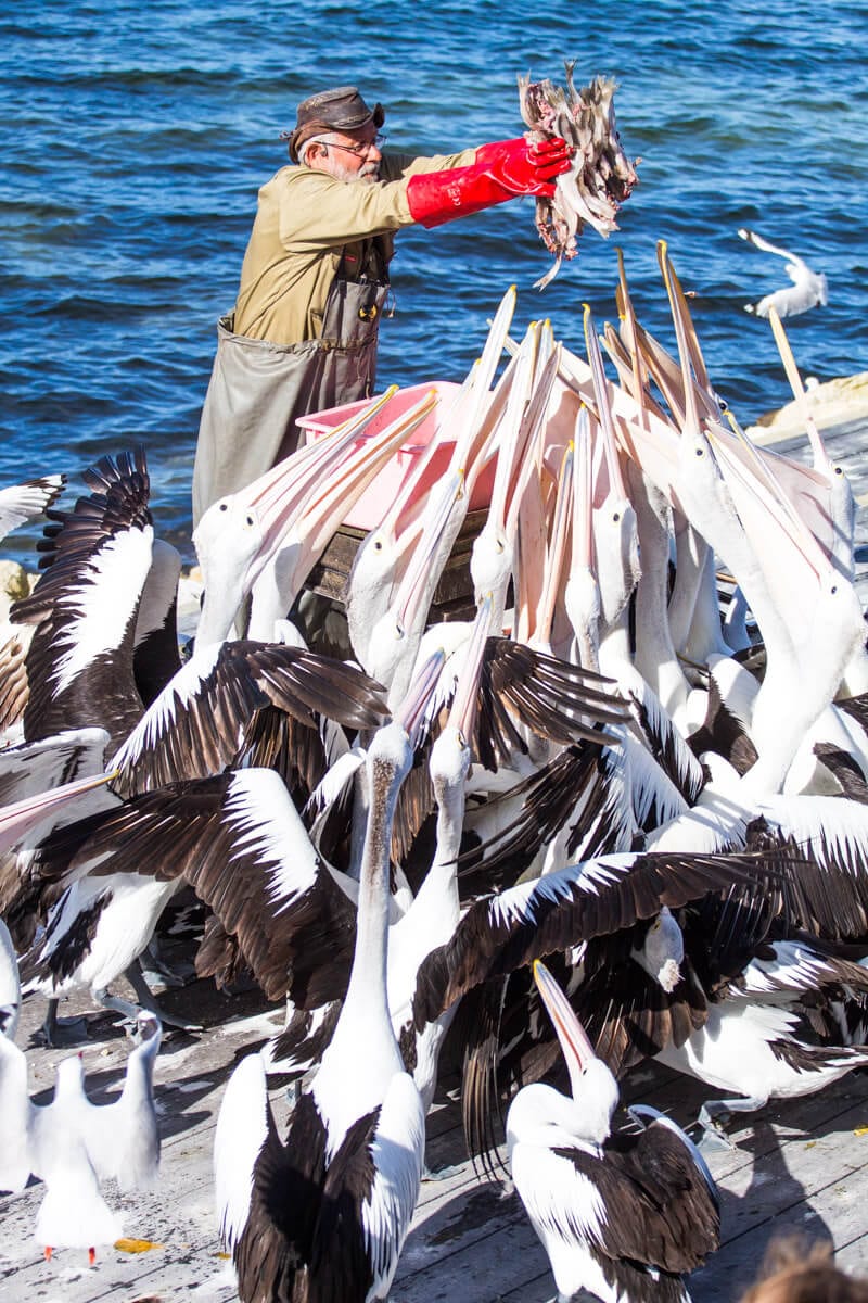 Pelican feeding Kangaroo Island