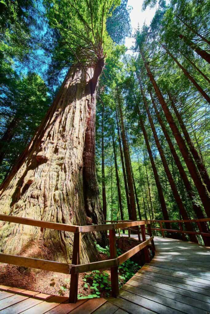 giant redwood tree in Redwood National and State Park