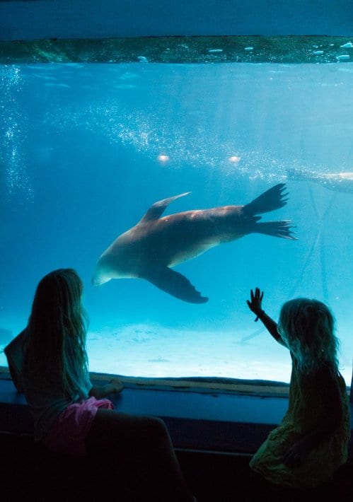 girls looking at a seal swim past in aquarium