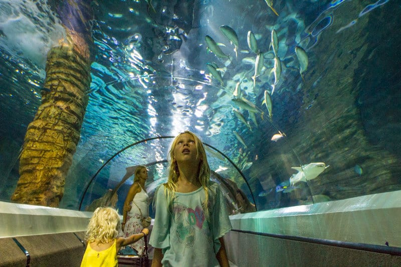 girl looking up at sea life in aquarium tunnel