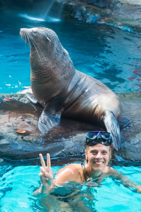 woman swimming with seals