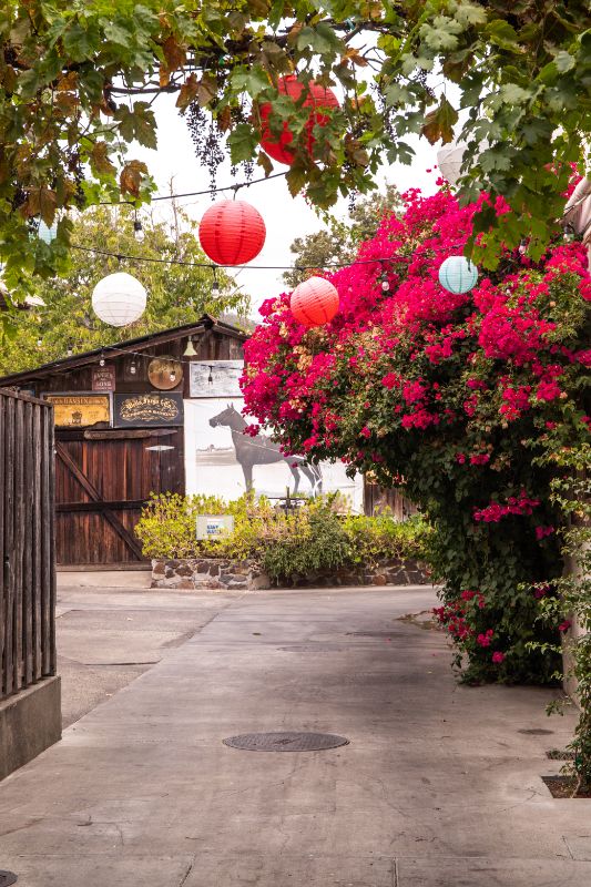 flower bushes next to a house