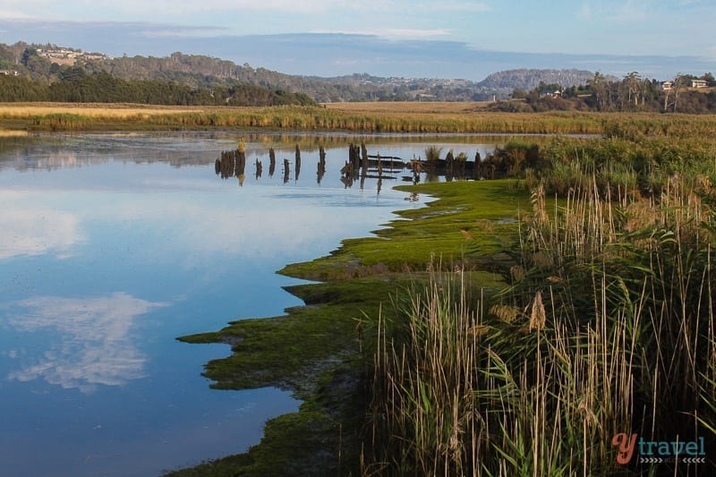 Tamar Wetlands Tamar Valley