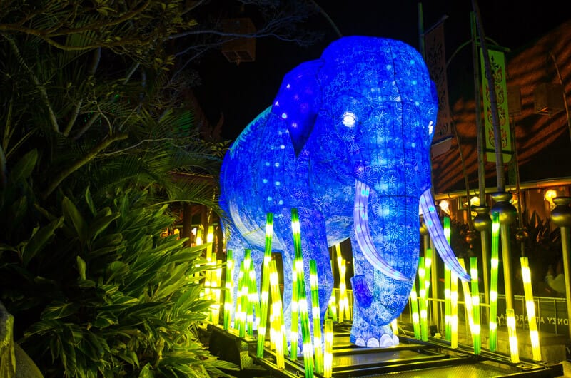 Elephant at Taronga Zoo in Sydney during the Vivid Sydney Festival