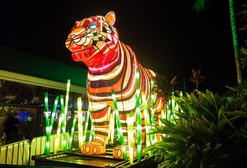 Sumatran Tiger at Taronga Zoo in Sydney during the Vivid Sydney Festival