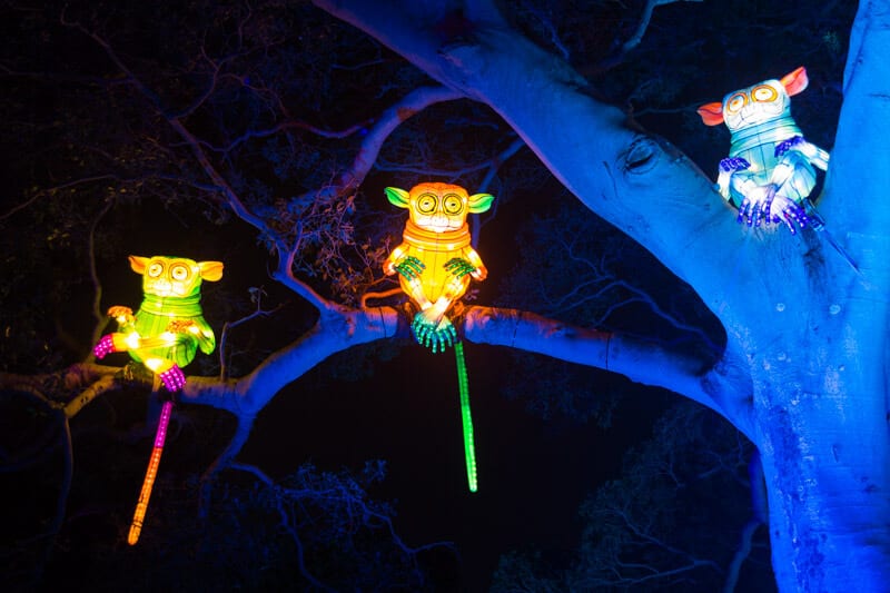 Taronga Zoo in Sydney during the Vivid Sydney Festival