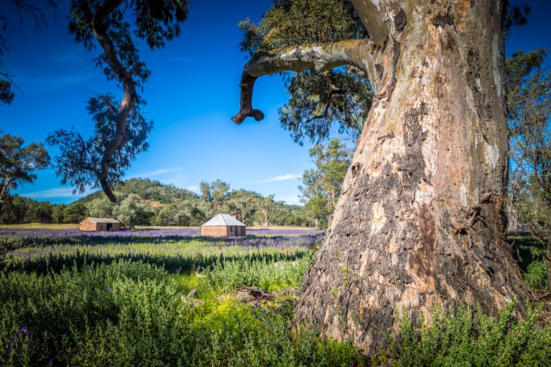 A large tree in a field