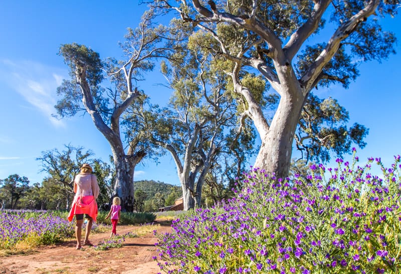 girls walking next to trees in a desert