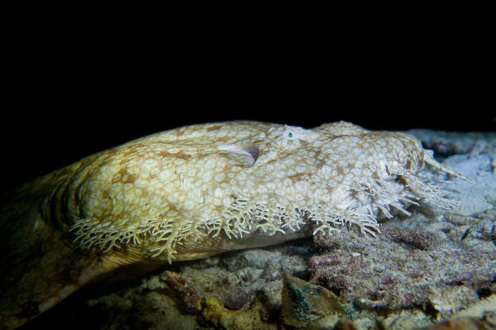 Wobbegong Shark