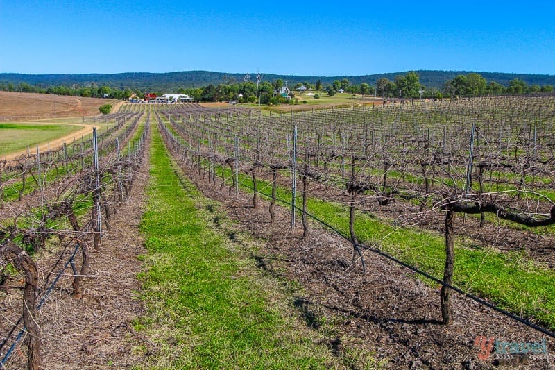 grape vines Dusty Hill Vineyard, South Burnett Wine Trail, Queensland, Australia