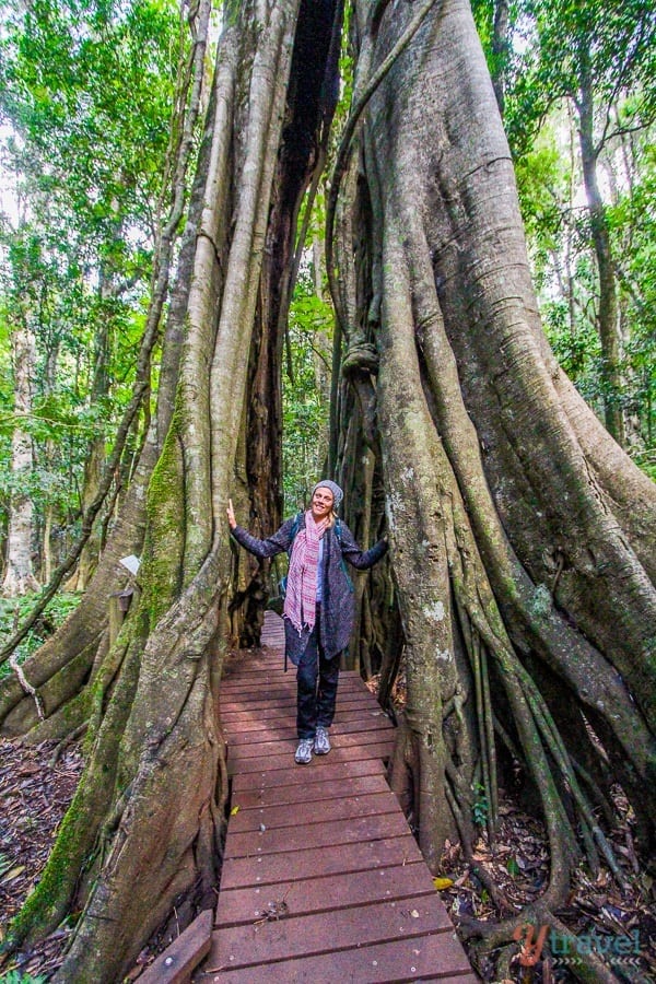 woman standing in the middle of a Giant strangler fig tree in The Bunya Mountains, Queensland, Australia