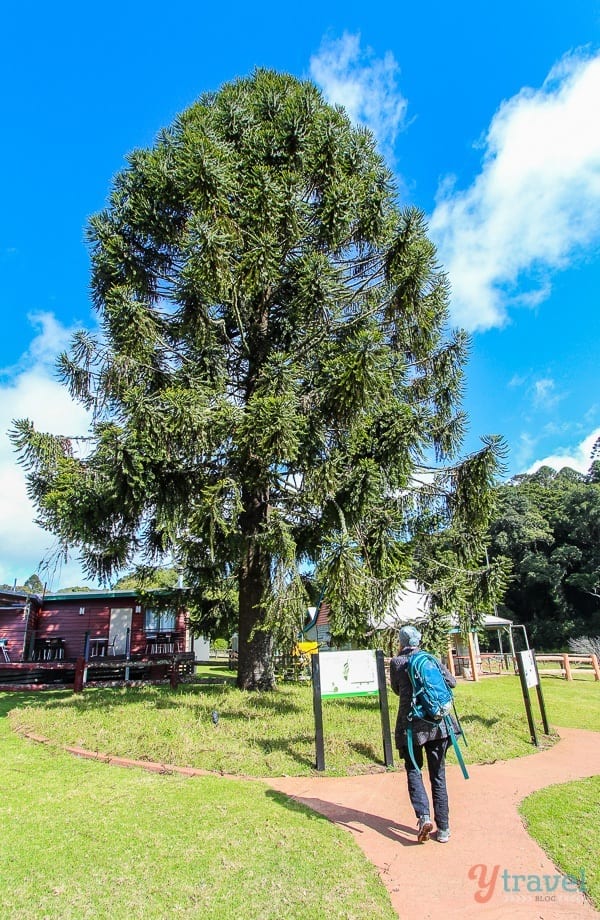 Bunya Pine Tree, Queensland, Australia