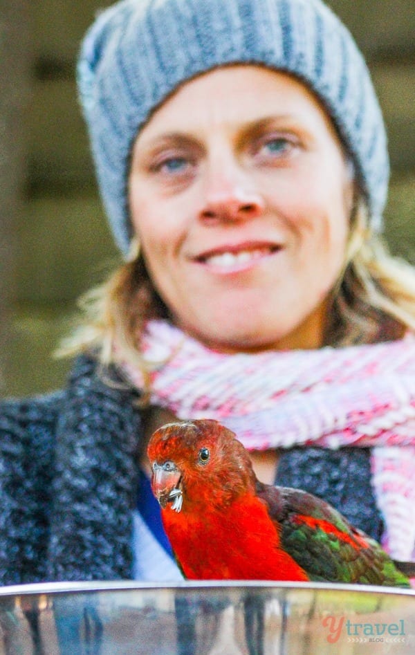 KIng Parrot feeding from a tray held by a woman