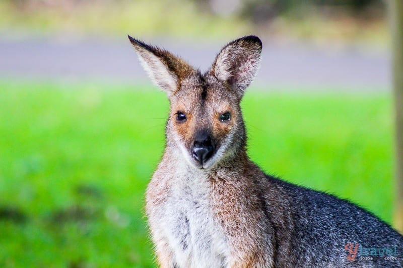 Wallaby in the Bunya Mountains, Queensland, Australia