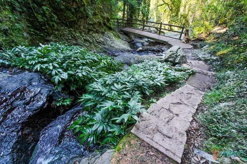 stone path with boardwalk through the forest