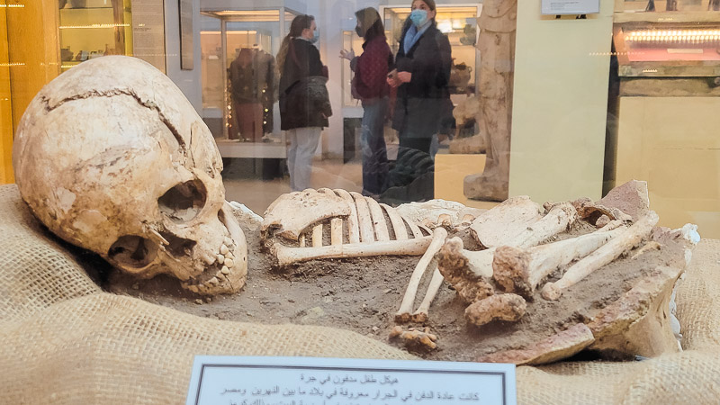 skeleton exbibit citadel museum amman