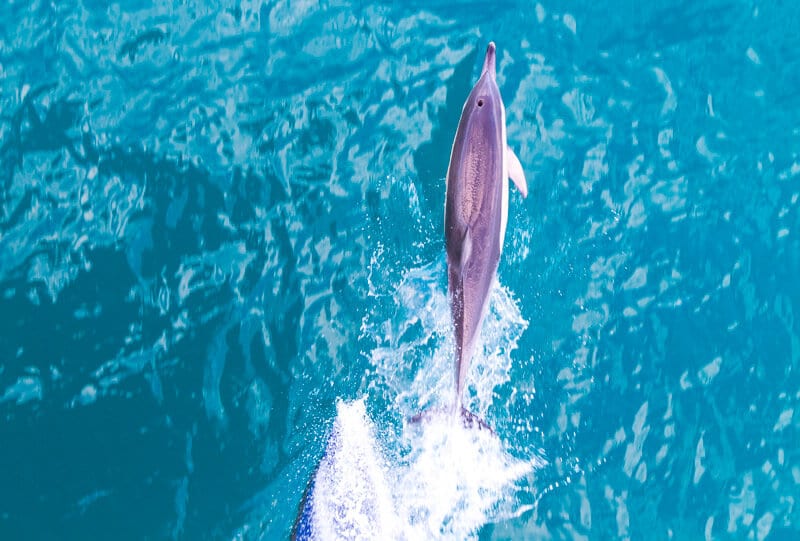 Spotting dolphins on the ferry to kangaroo Island in South Australia