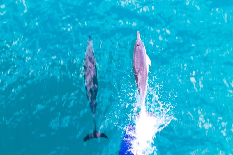 Spotting dolphins on the ferry to kangaroo Island in South Australia