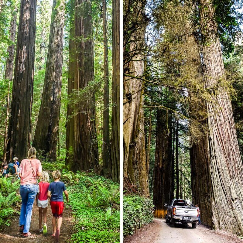 Redwoods National & State Parks California