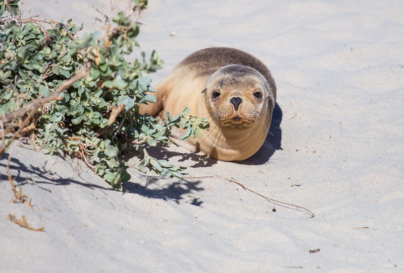 sea lion on the beach