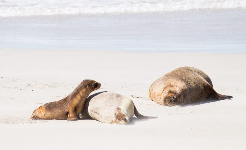 A seal on the beach