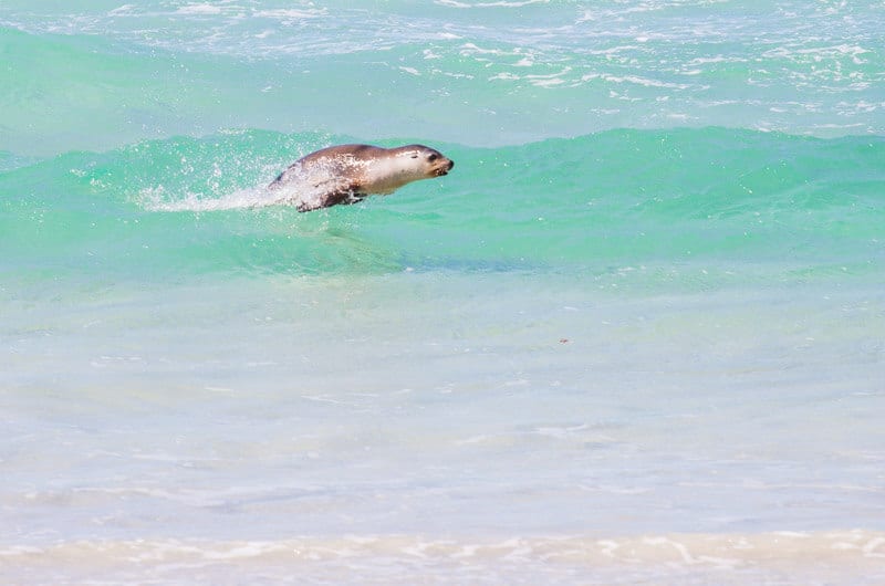 seal in the ocean